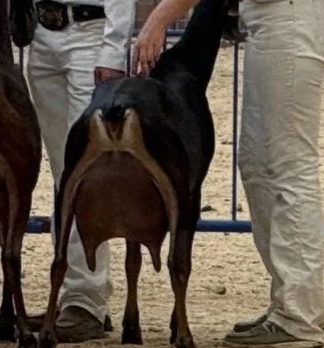Paternal Sister: GCH Tamris Farm Chip Banai 10*M VEEE 89 ELITE