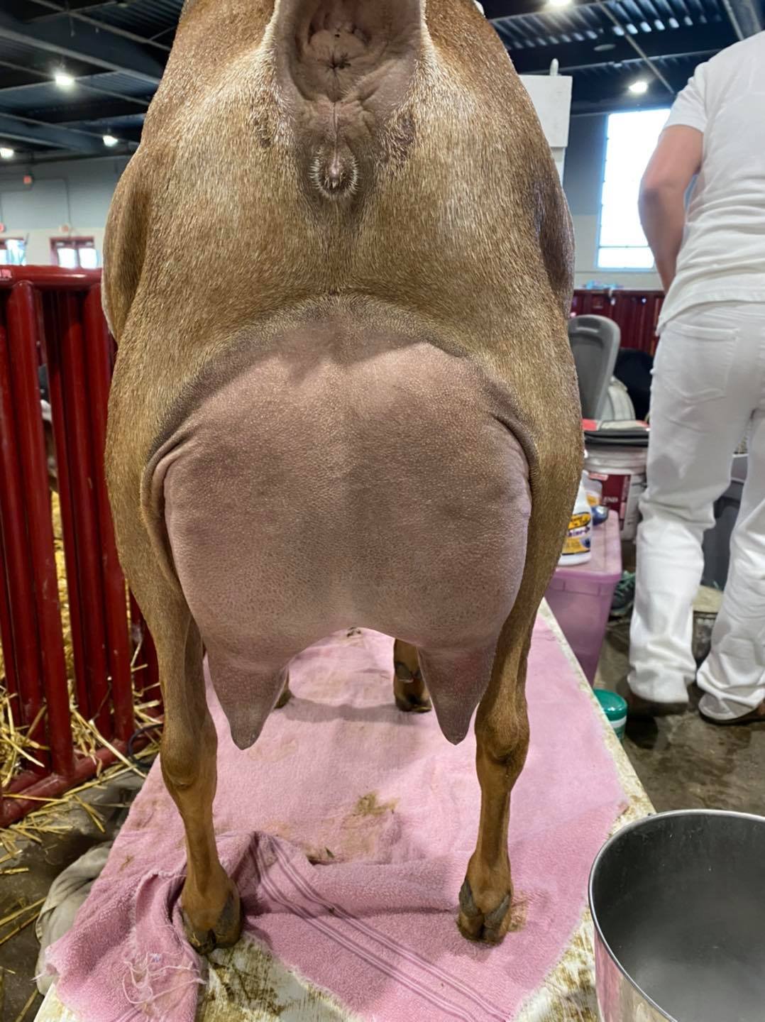 Maternal Sister: Woest-Hoeve ML Juliet 5*M