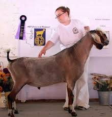 Sire: ++*B SGCH Alize Charleston Chew EX91 VEE