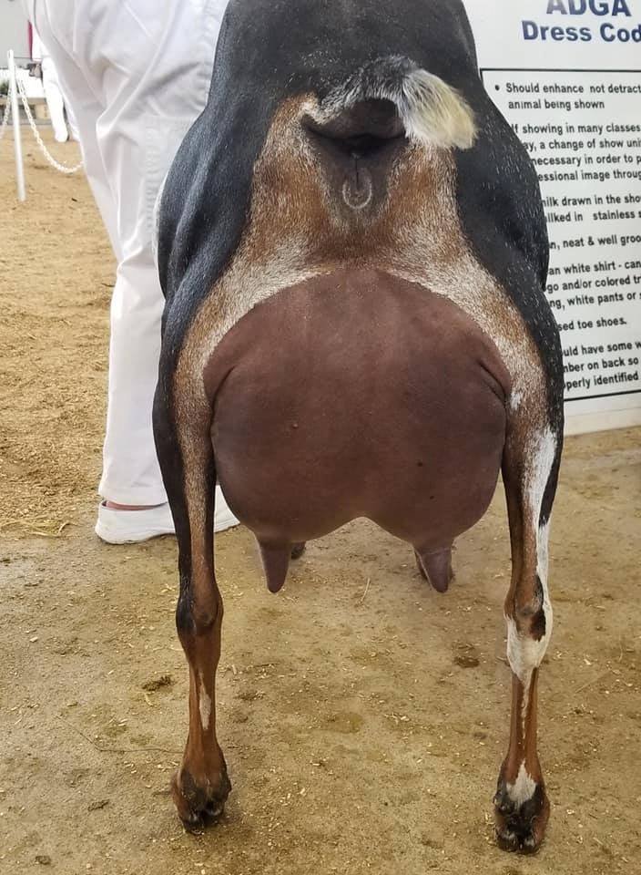 Paternal Sister: SGCH Woest-Hoeve Jellie 3*M EX93 EEEE