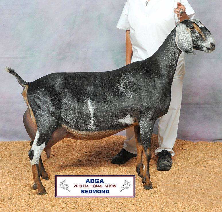 Paternal Sister: SGCH Woest-Hoeve Jellie 3*M EX93 EEEE