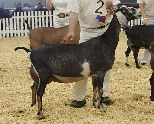 Paternal Sister: Woest-Hoeve GC Heavenly Daze 4*M EX91 VEEE