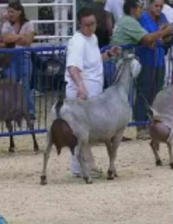 3/4 Sister: Woest-Hoeve MEB Mariah