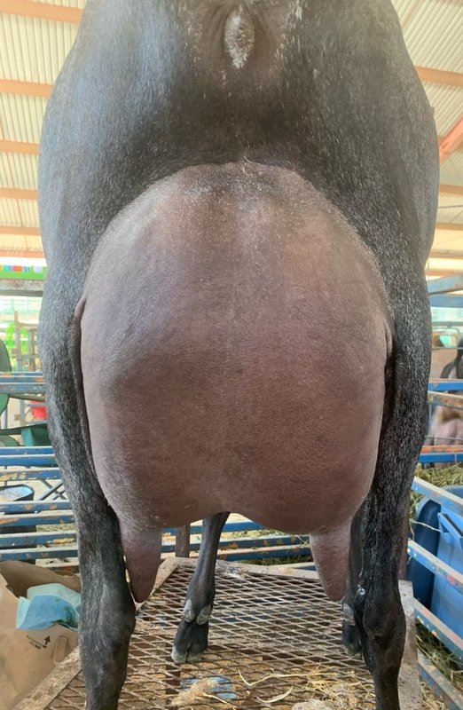 Maternal Sister: Wingwood Farm Flyin Allini 4*M EX91 VEEE