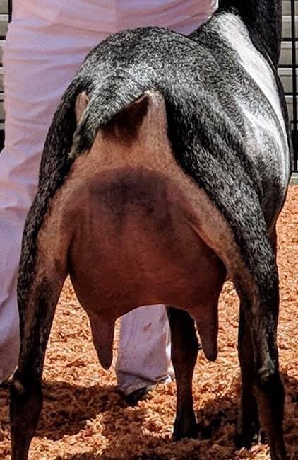 Dam: SGCH Wingwood Farm Lovin Alyssa 3*M EX91 VEEE