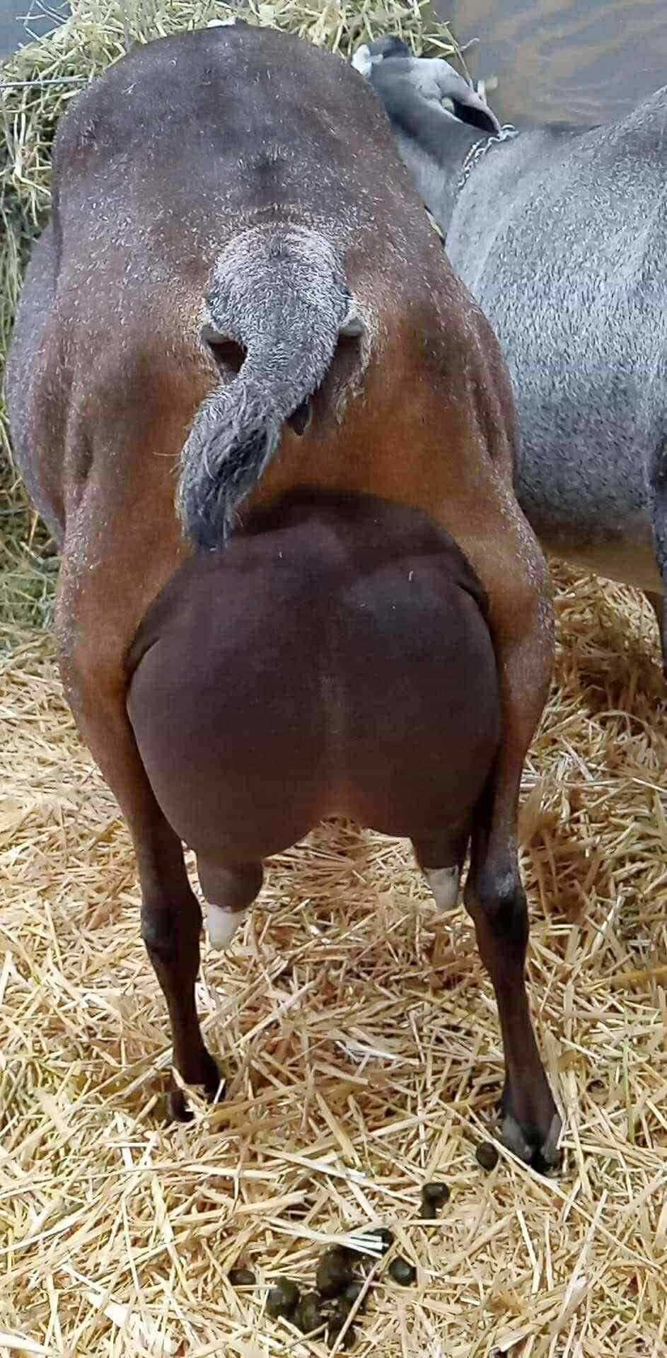 Littermate: Wingwood Farm Sweet Anemone 4*M VG89 VEEE