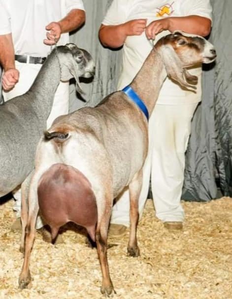 Paternal Sister: SGCH Wingwood Farm Sweet Avril 3*M EX94 EEEE