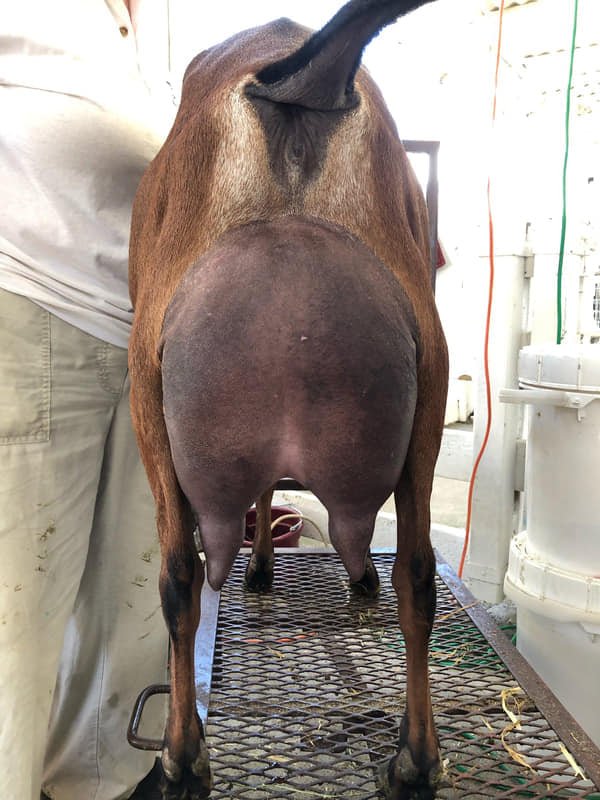 Paternal Sister: SGCH Wingwood Farm Sweet Amber 3*M EX91 VEEE