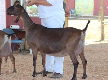 Sire's Dam: SG My-Enchanted-Acres RNBOSkitles 8*M
