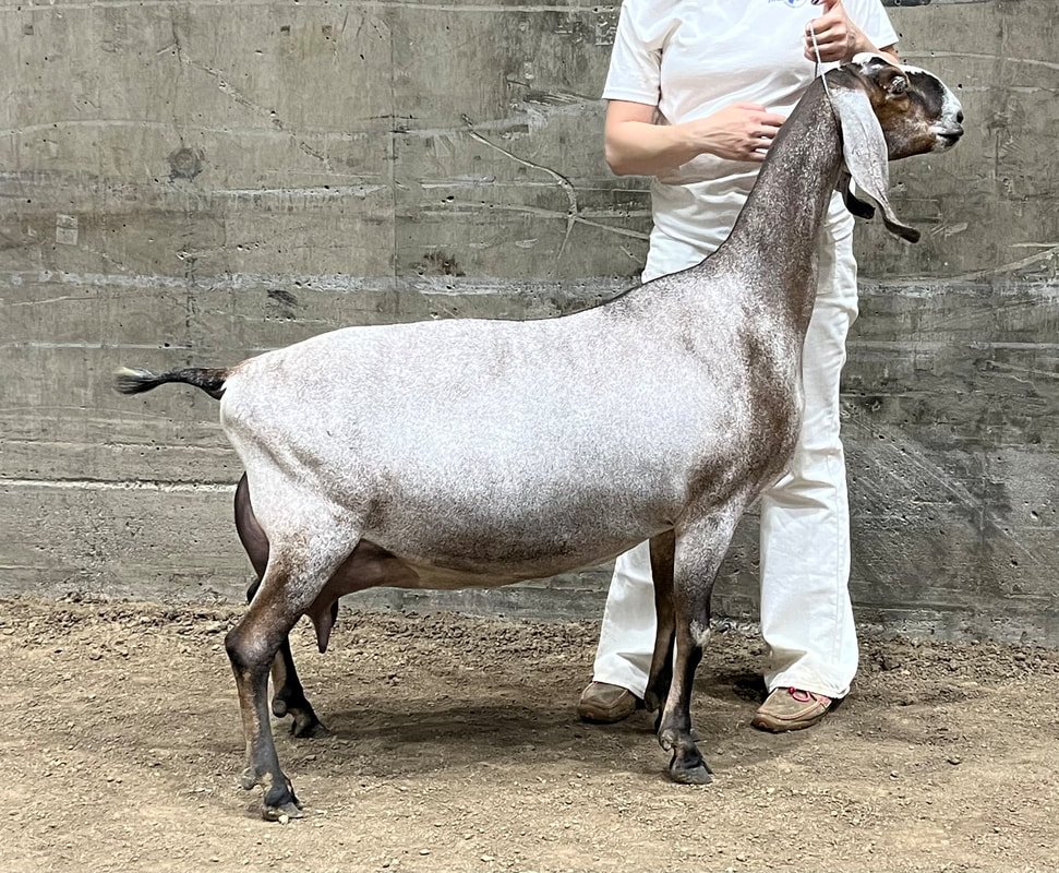 Paternal Sister: SGCH Wingwood Farm Sweet Avril 3*M EX94 EEEE