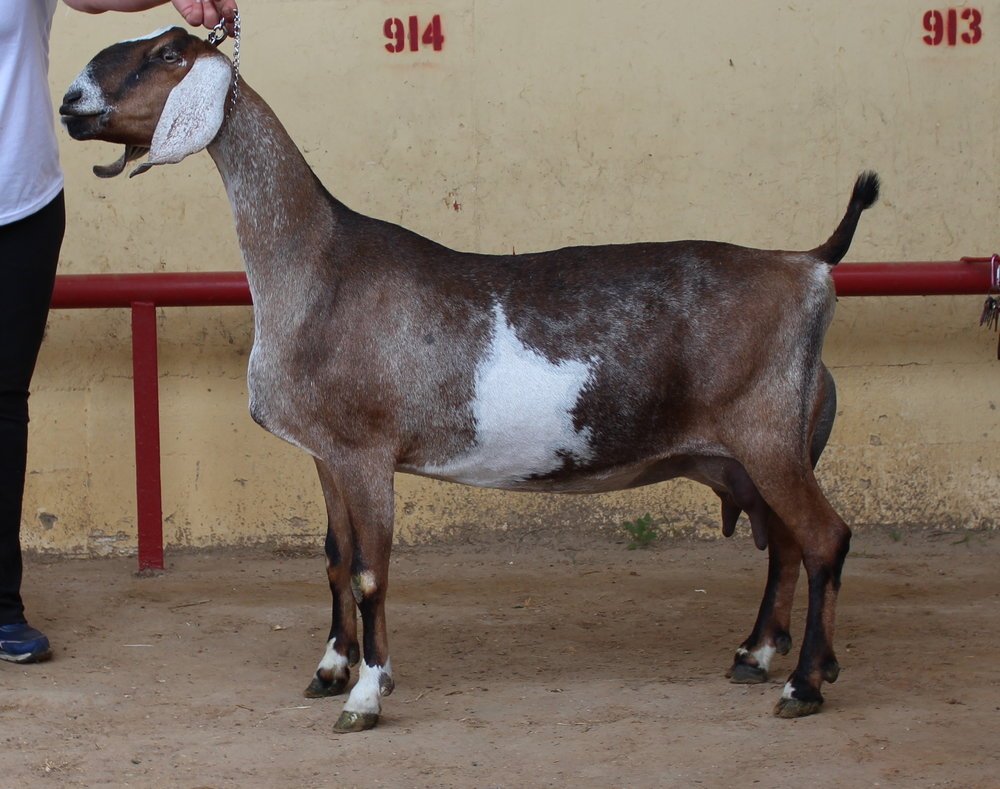 Dam: SGCH TLC-Farms KV Bandit Queen 2*M EX92 EEEE