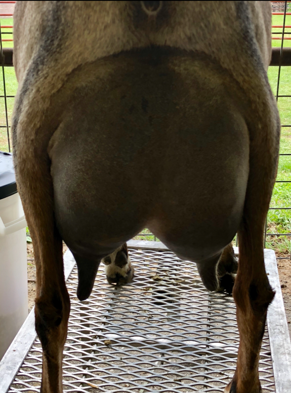 Dam: SGCH TLC-Farms KV Bandit Queen 2*M EX92 EEEE