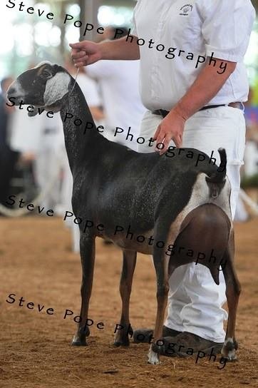 Sire's Dam: Woest-Hoeve SC Blue 5*M EX91 EEEE