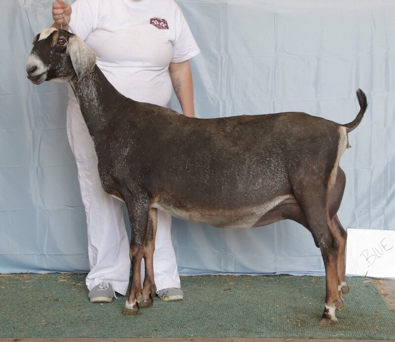 Sire's Dam: Woest-Hoeve SC Blue 5*M EX91 EEEE