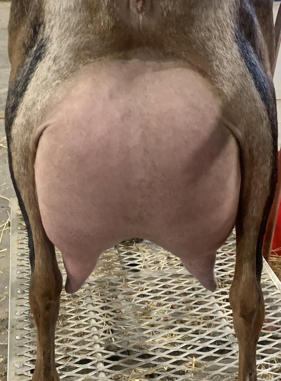 Paternal Sister: CH M*L Legacy Purple Haze EX90 VEVE