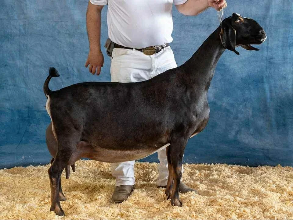 Sire's Full Sister: SGCH DKGH Cid and Emmy’s Endgame EX92 EEEE