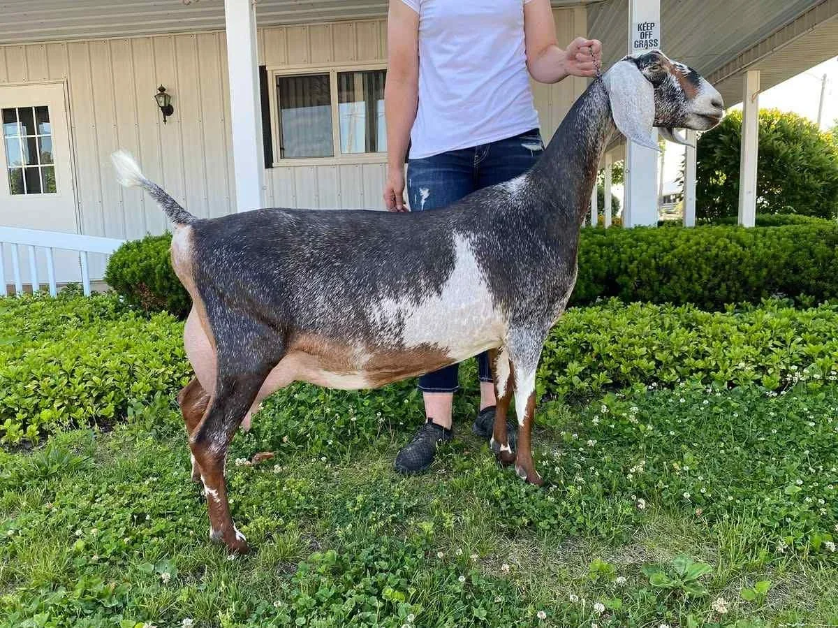 Sire's Dam: CH M*L Legacy Violet Rae