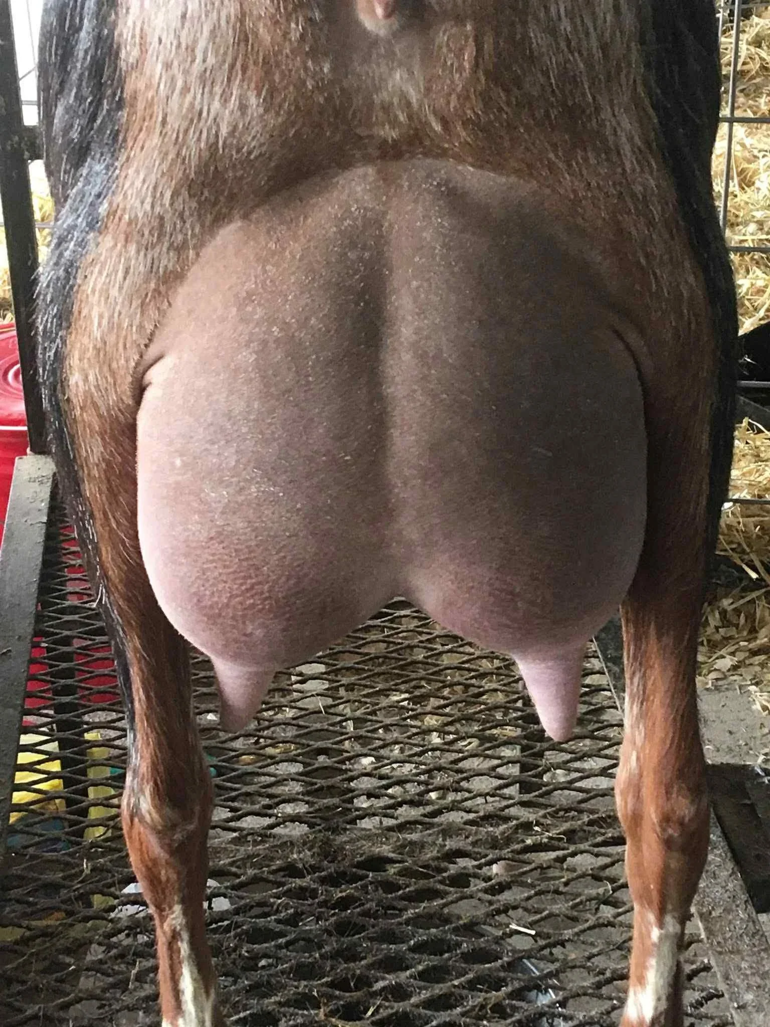 Sire's Dam: CH M*L Legacy Violet Rae