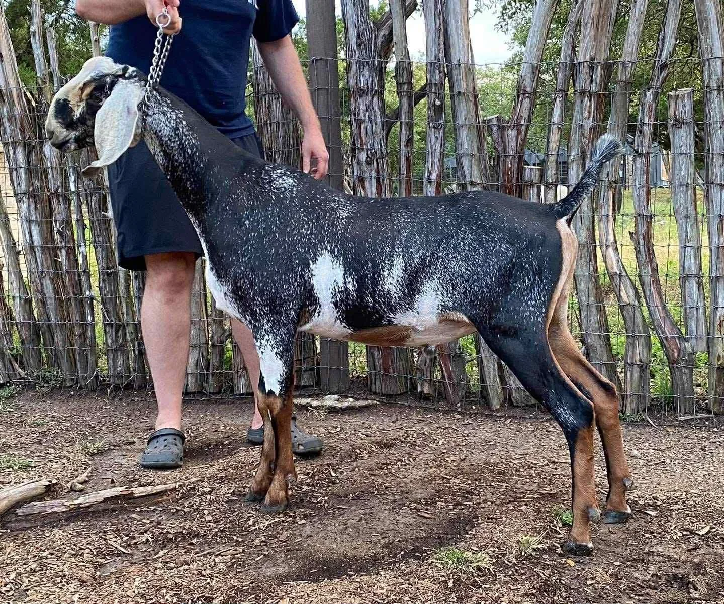 Sire: *B M*L Legacy Blue Rae
