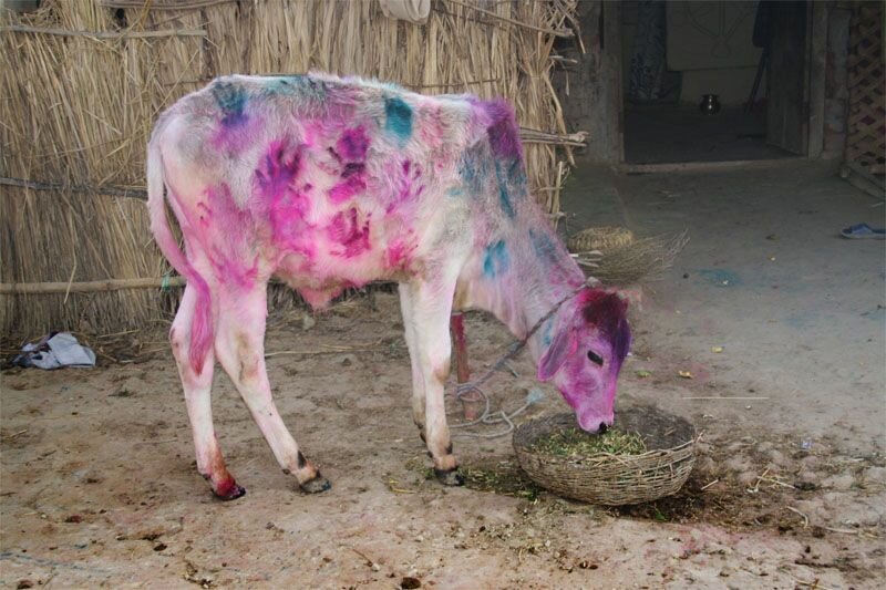 Cow gets Holi colors