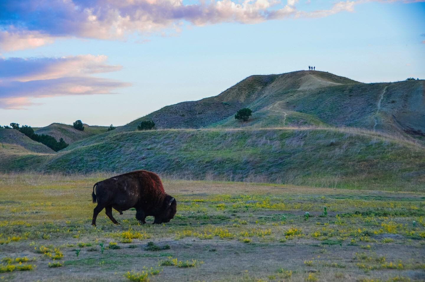 Woke up before dawn to take photos of the sunrise, but ended up taking photos of the wild bison that wandered through our campsite instead 🤷🏻&zwj;♀️
.
.
.
#sunset #sunrise #sun #pretty #beautiful #sky #skyporn #horizon #photooftheday #instagood #go