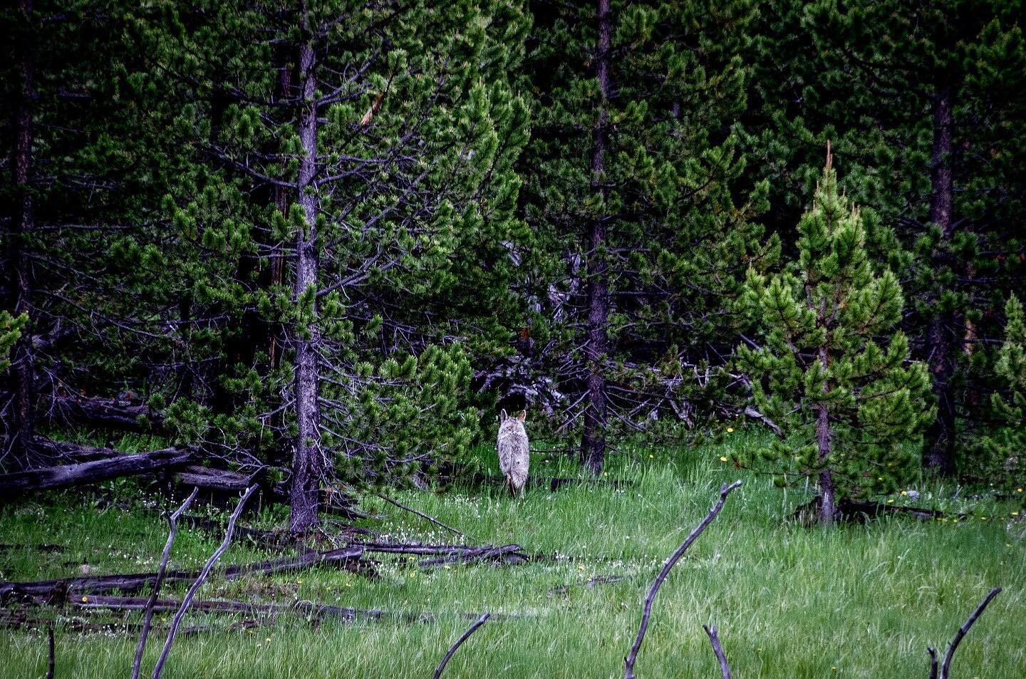 With less than 100 Gray Wolves estimated to be left in Yellowstone Park, we were lucky enough to spot one of them while driving around the park (even if I only managed to take a picture of its backside! 😅)
.
.
.
#yellowstonenationalpark #yellowstone