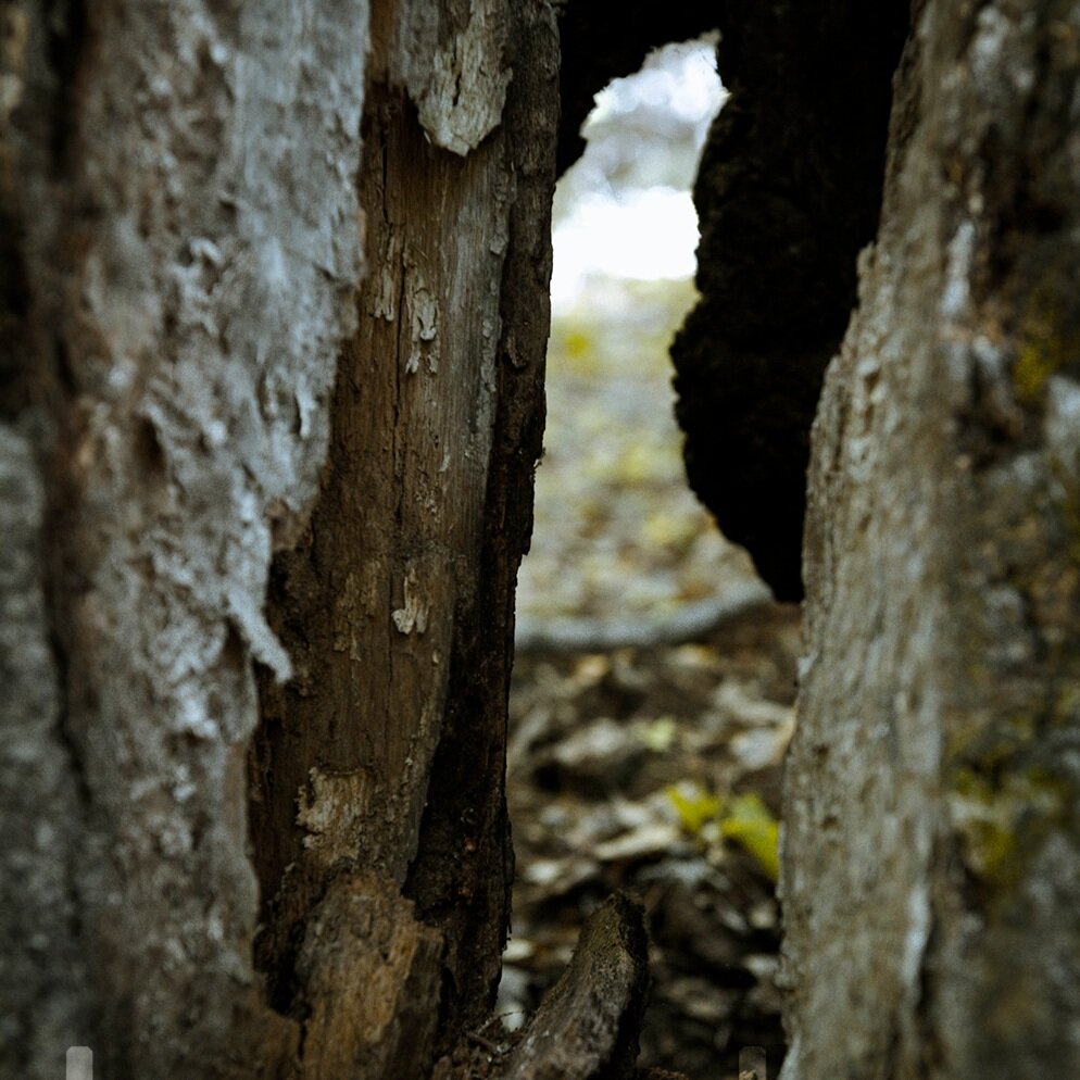 Daniel Boone National Forest