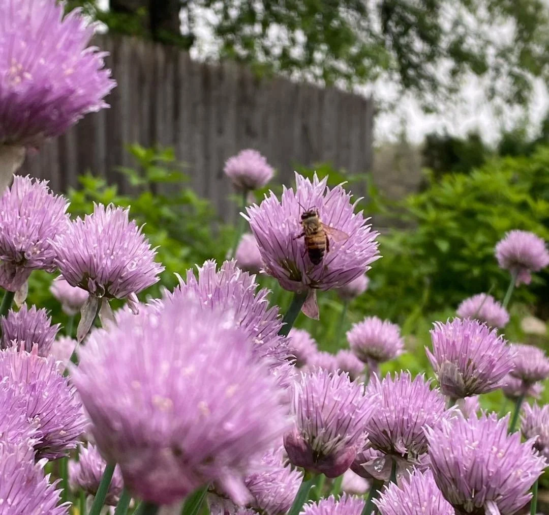 Bee on Star Thistle Flowers.JPG