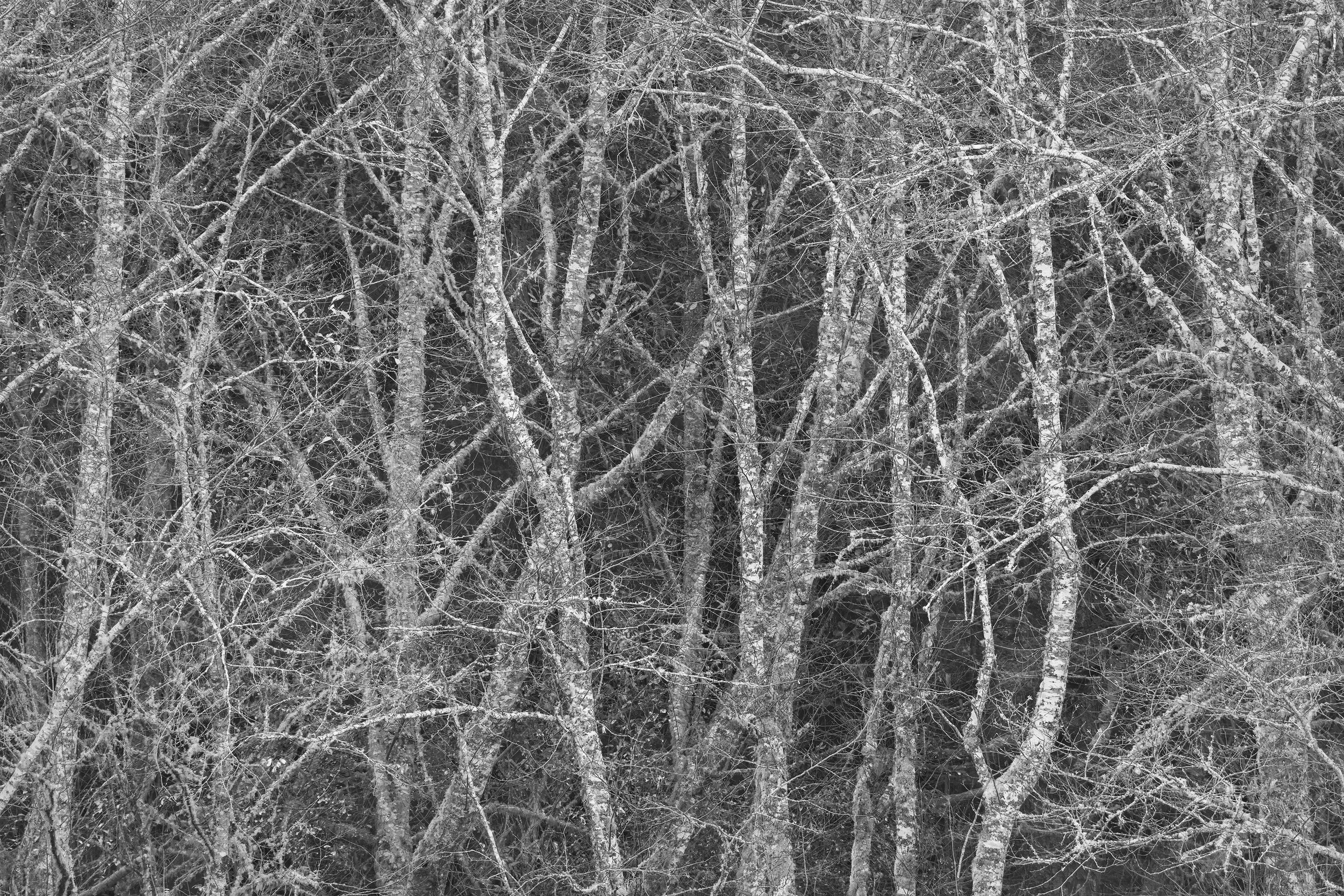 Overlap (Copy)