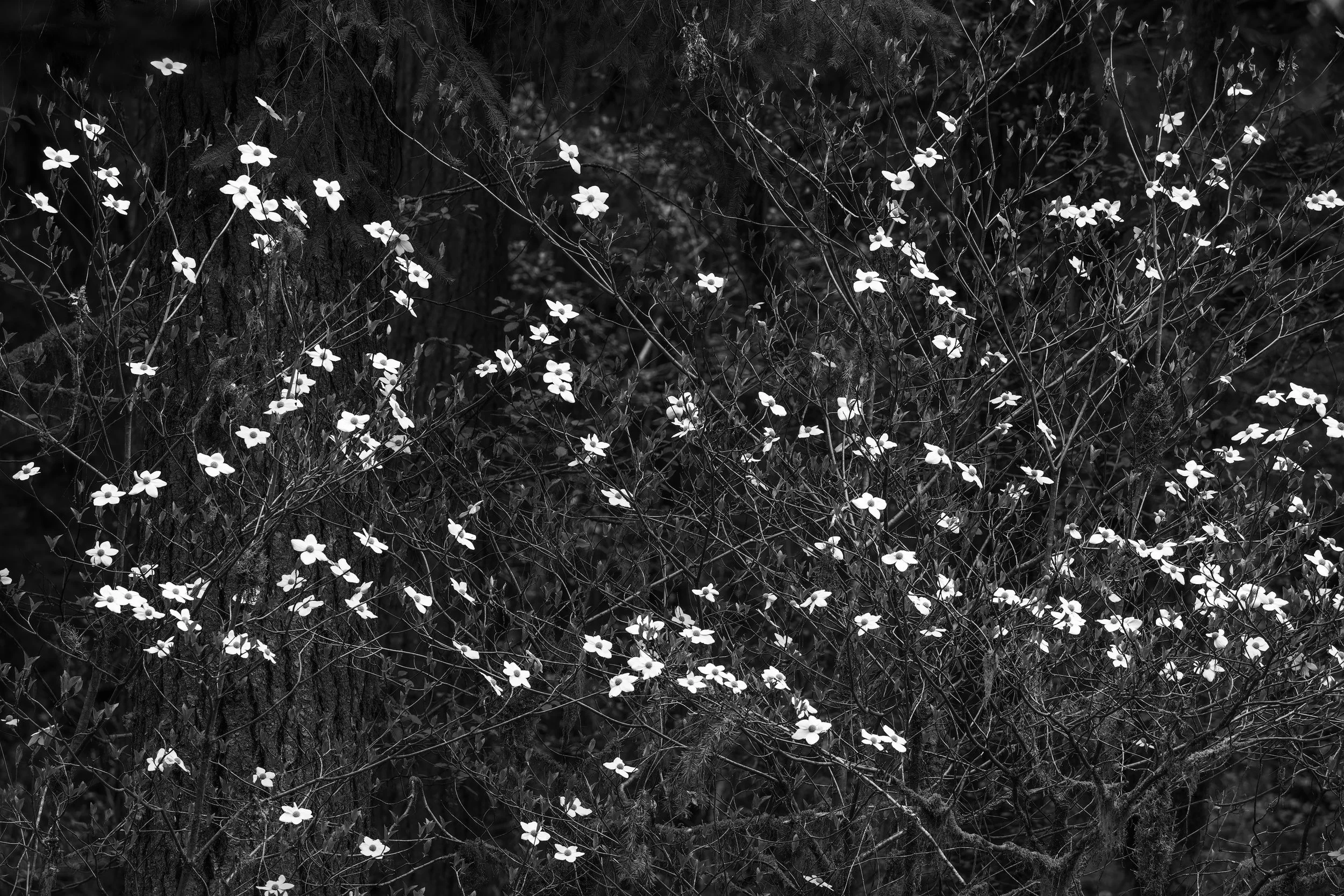 Dance of the Dogwoods