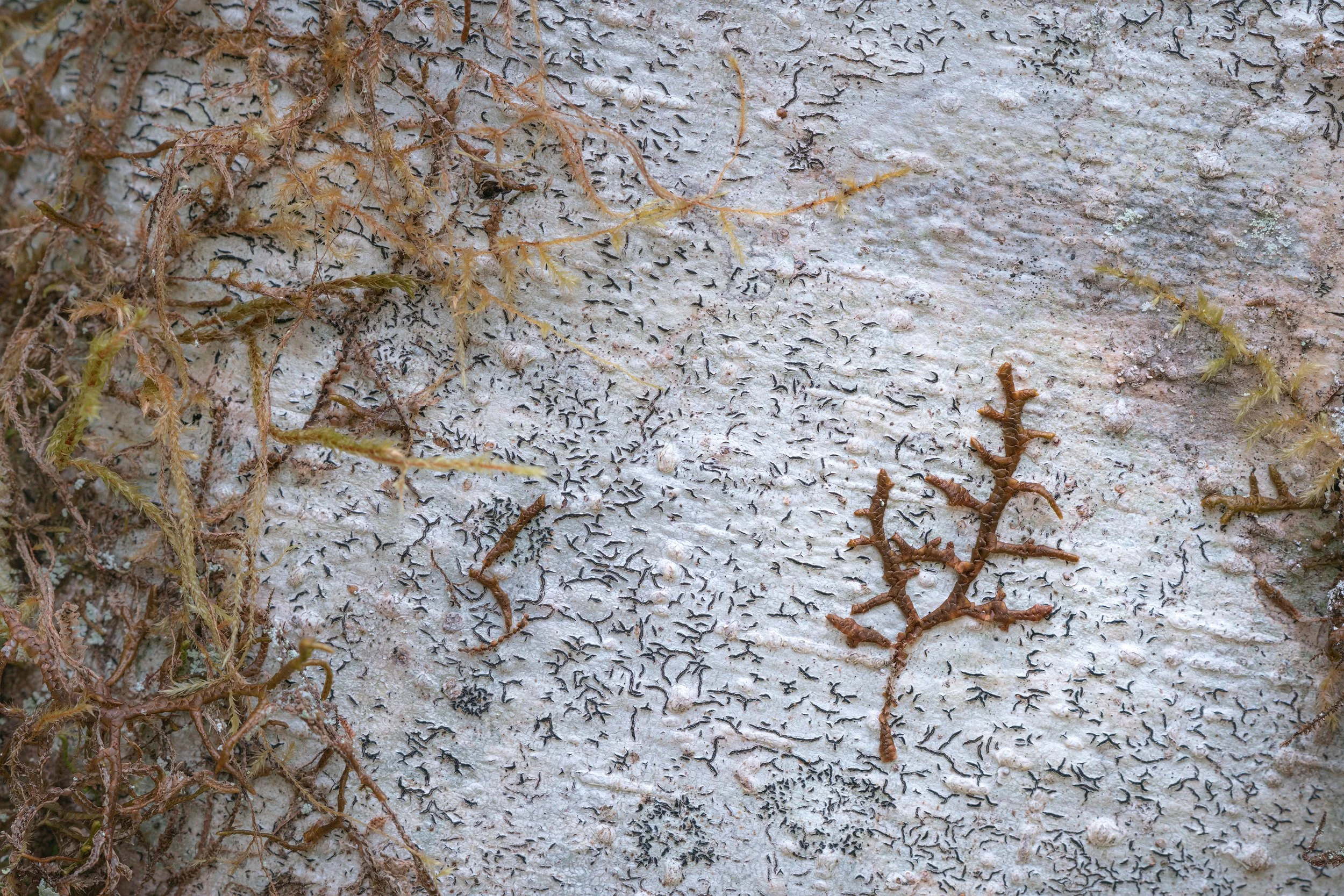 Branching On Branching