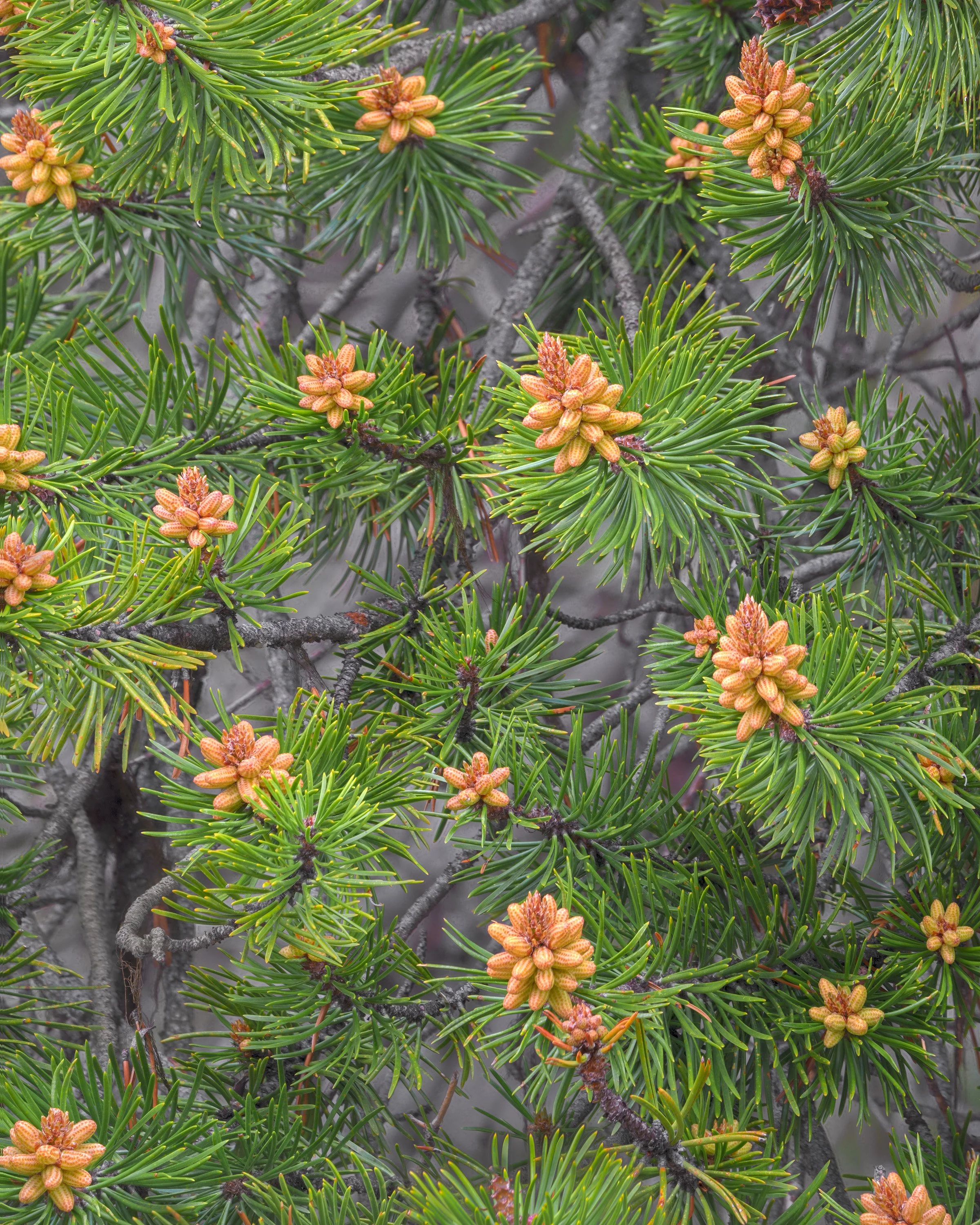Pinus Contorta