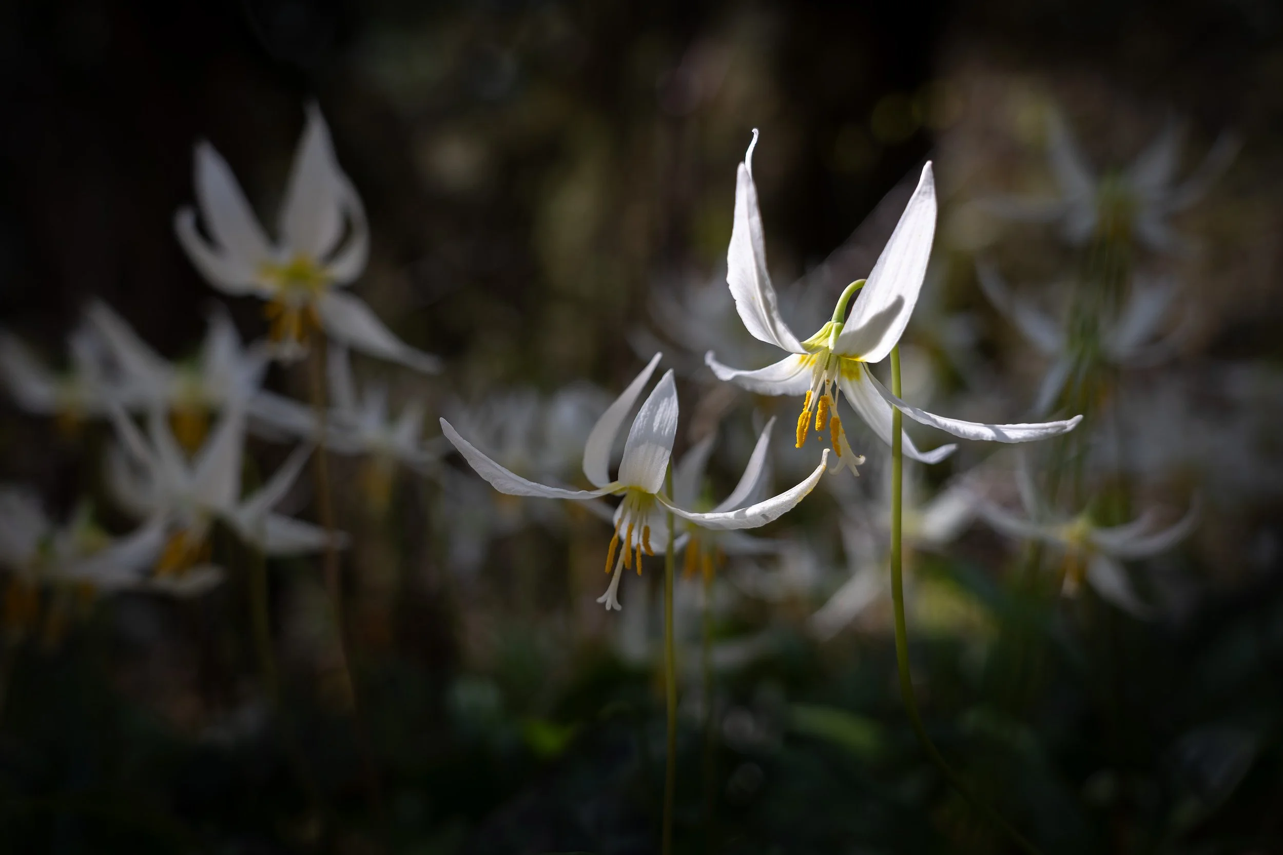Erythronium