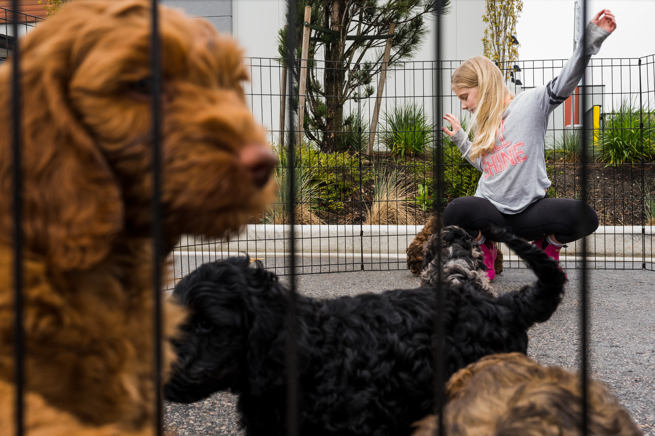 a girl is so happy being surrounded by 10 puppies in a play pen.