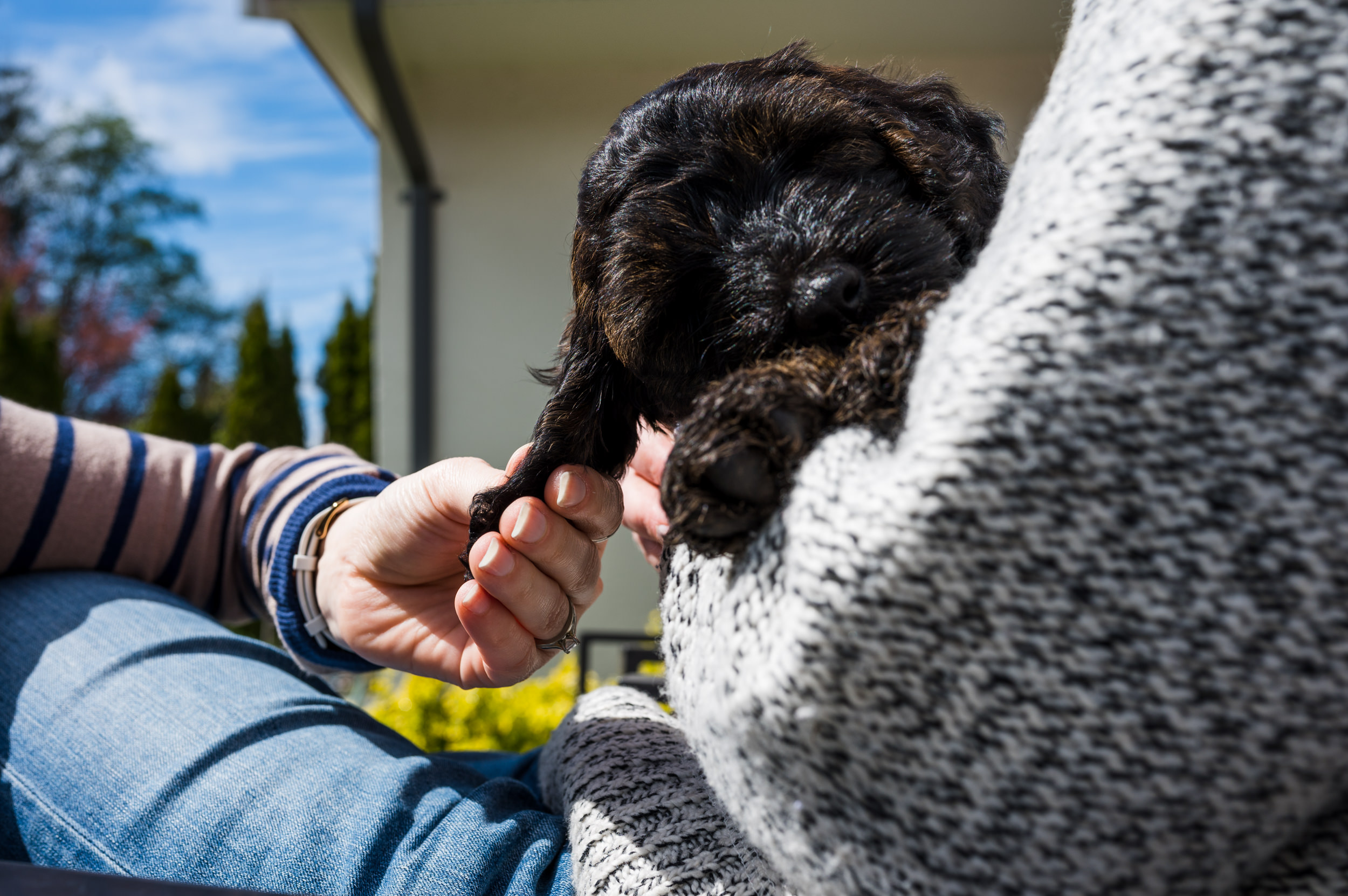 puppy lies in the lap of a family member and another family member strokes the puppy's ear.