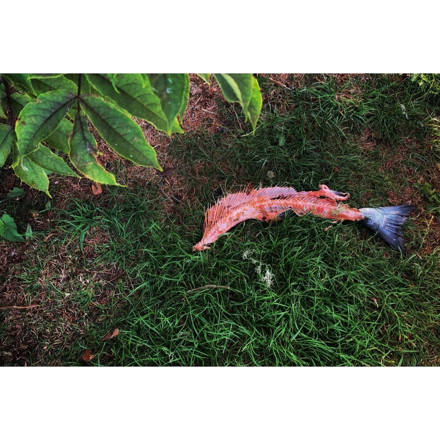 Summer of B.C. ⁣
3 days inhaling the beautiful lands of the Namgis First Nation in Northern Vancouver Island. Due to COVID and decrease in out-of-country tourism (particularly from the US), the waters of the Inside Passage have been greeted with an i