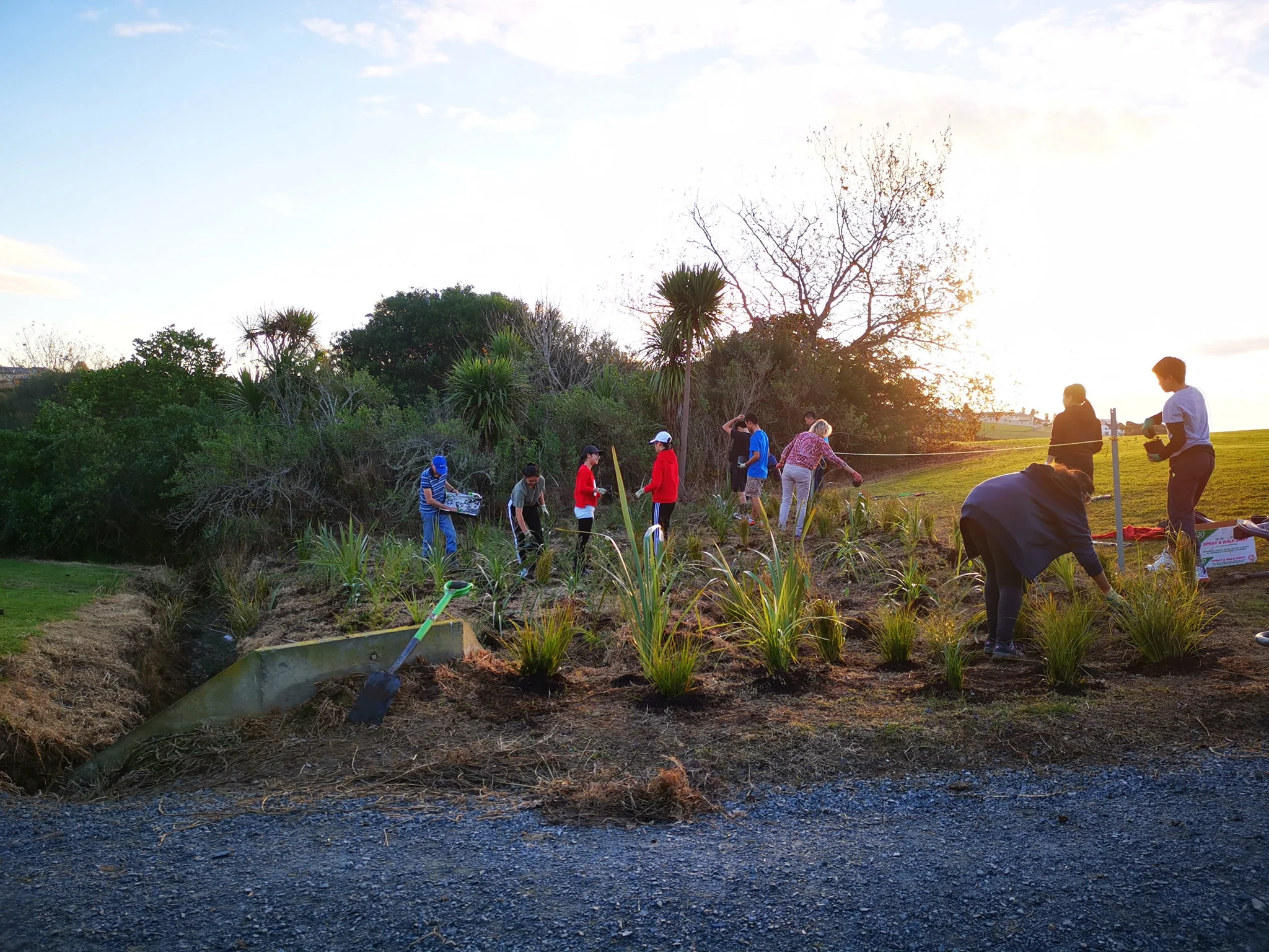2019.06.29 Macleans College Planting 01.jpg