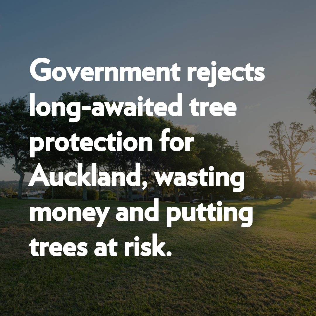 Trees remain unprotected after Government rejects plea from Auckland 