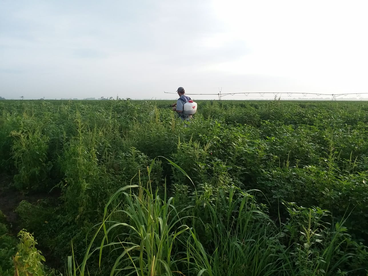 Spraying pigweeds in cotton