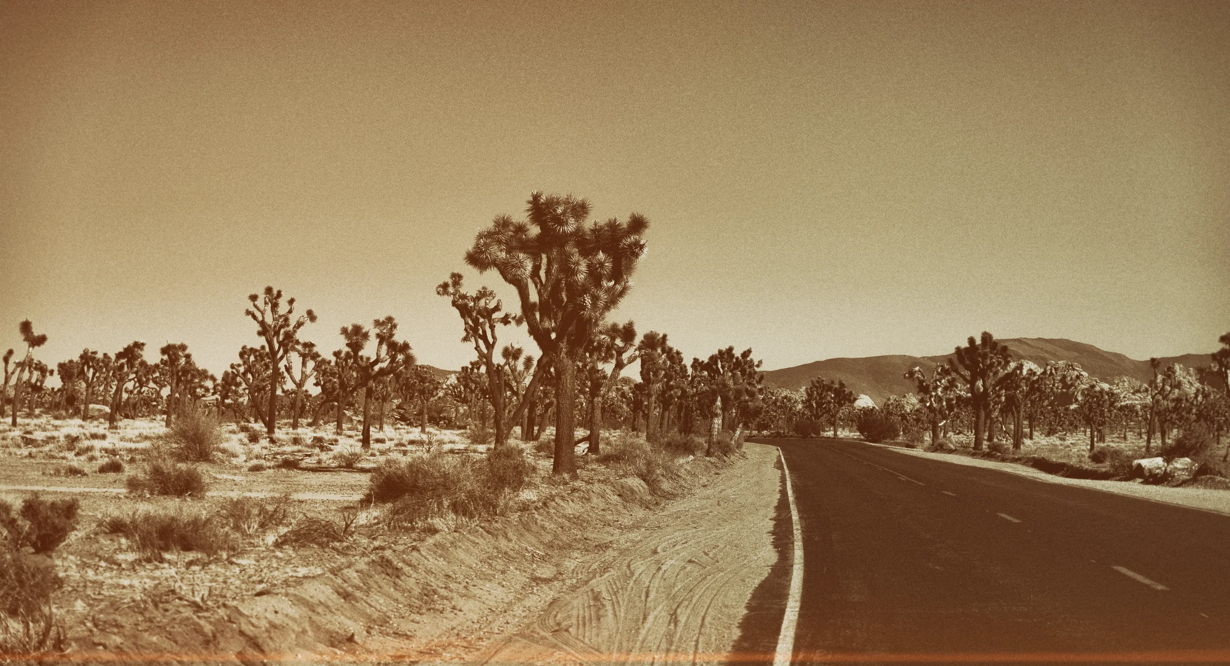 JoshuaTree.0527.Banner.webp