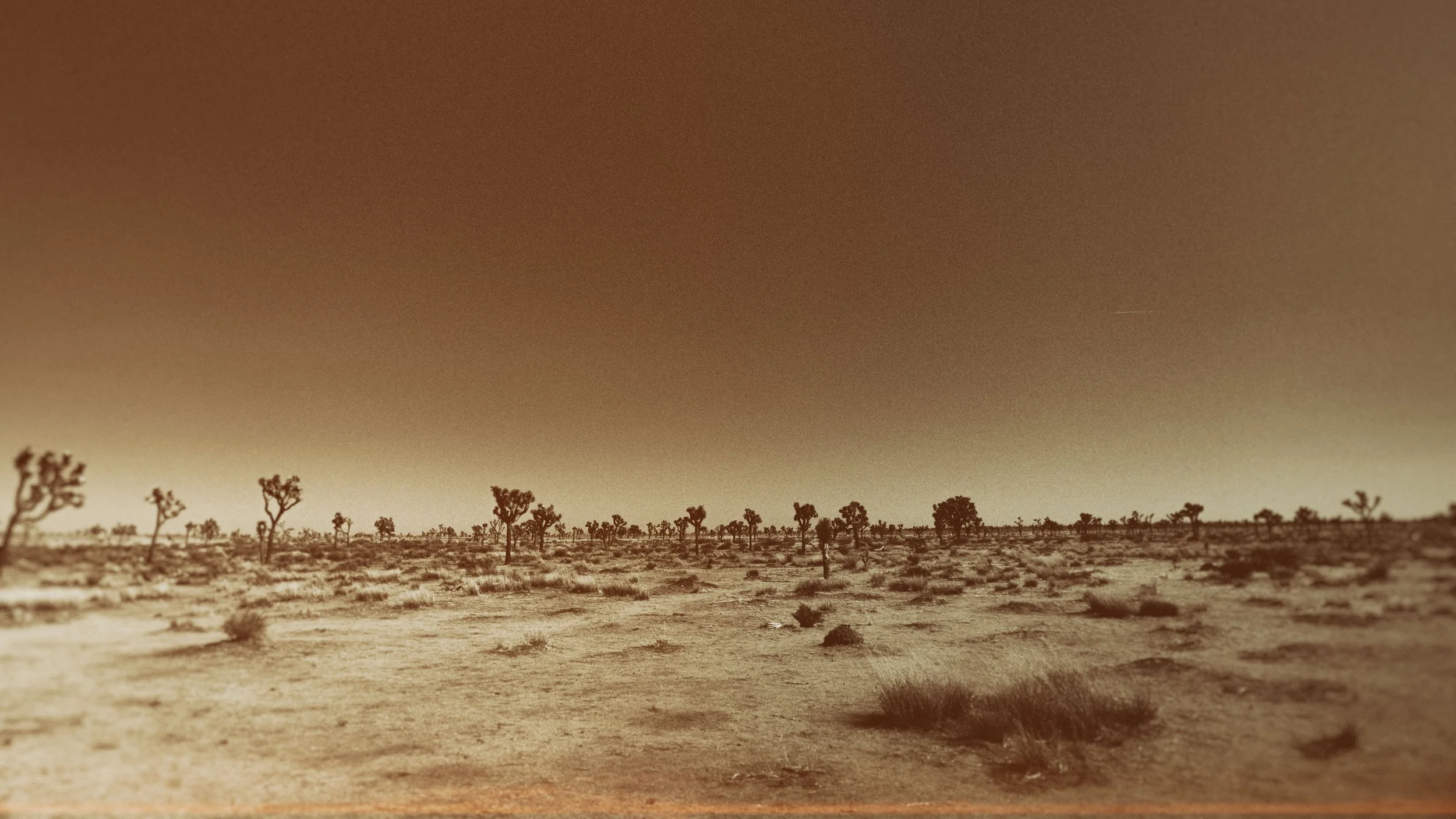 JoshuaTree.0442.Screen.jpg