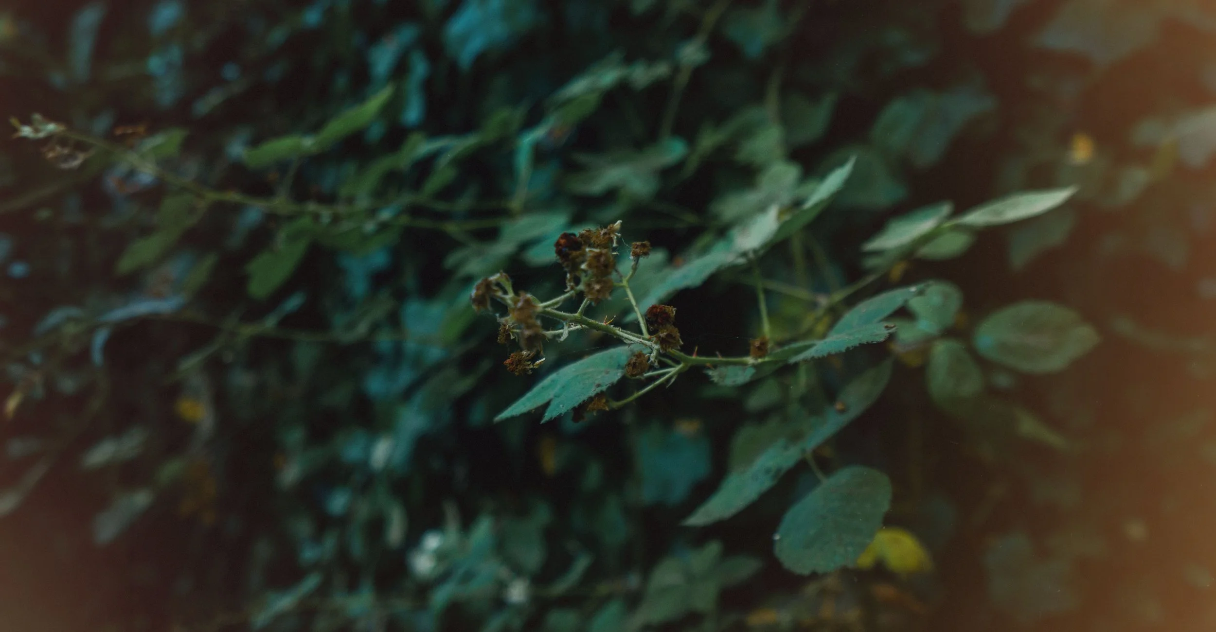 MisfitGarden.0356.Banner.jpg
