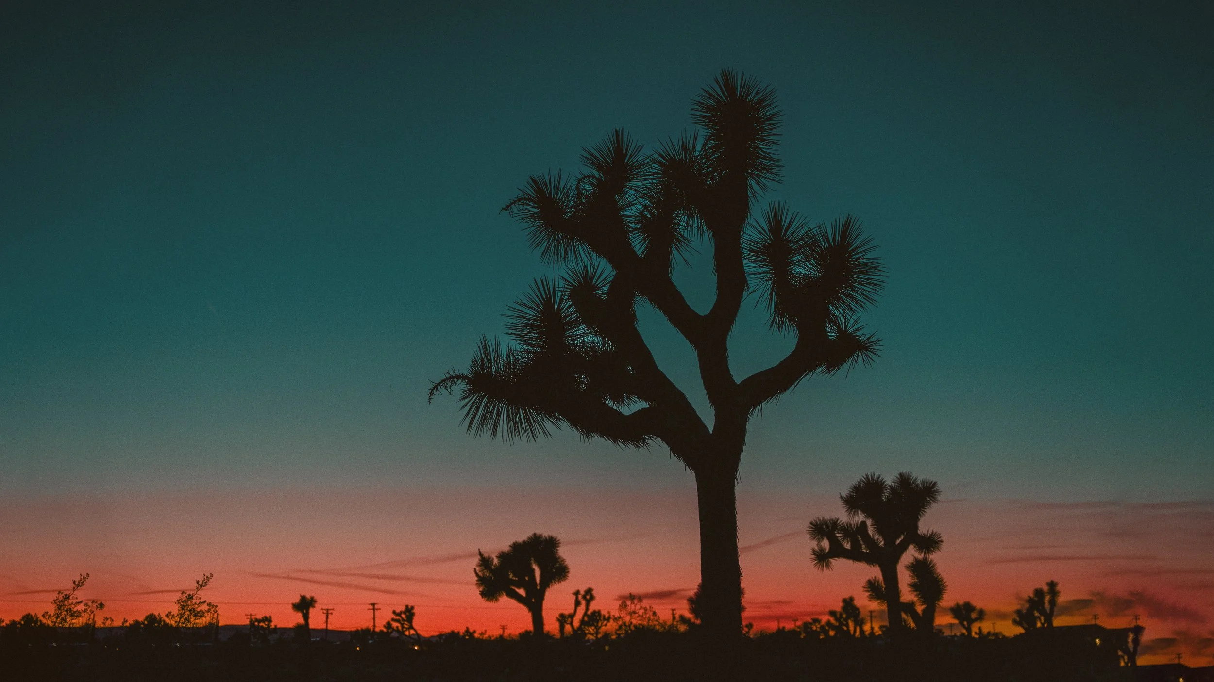 JoshuaTree.0153.Screen.jpg