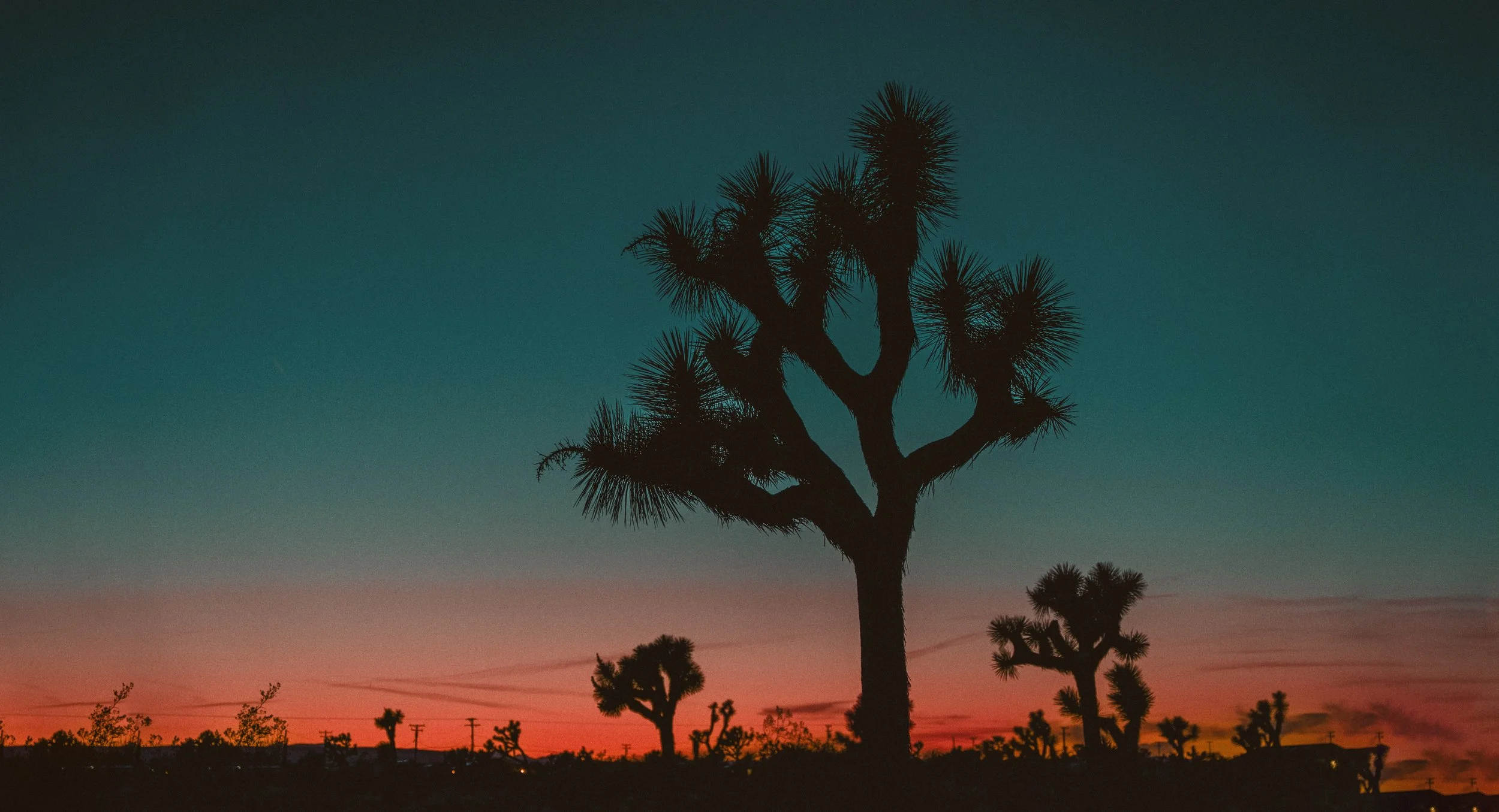 JoshuaTree.0153.Banner.jpg