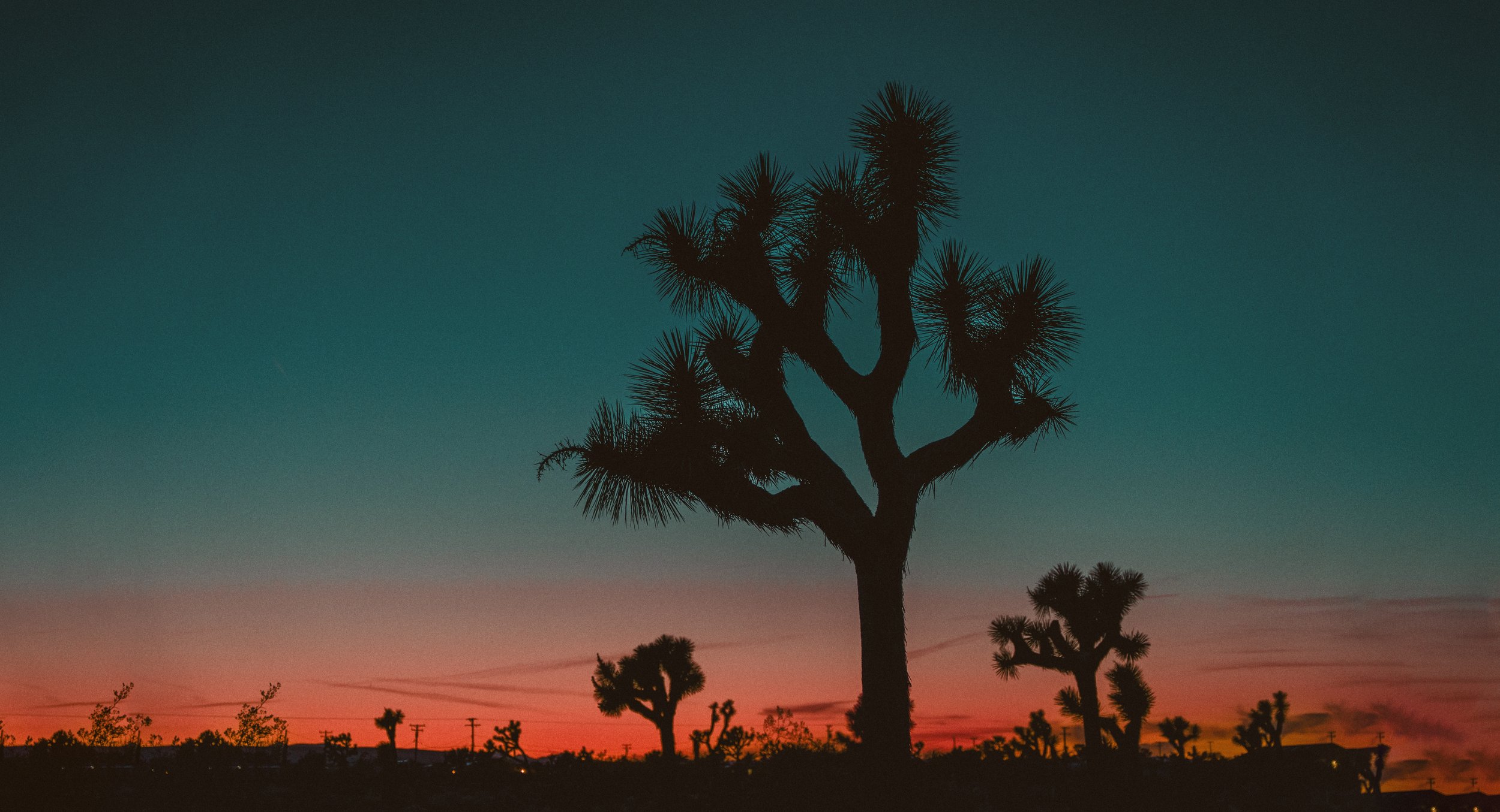 JoshuaTree.0153.Banner.jpg