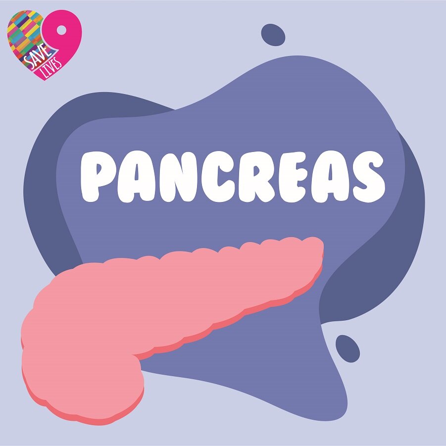 Pancreassml.jpg