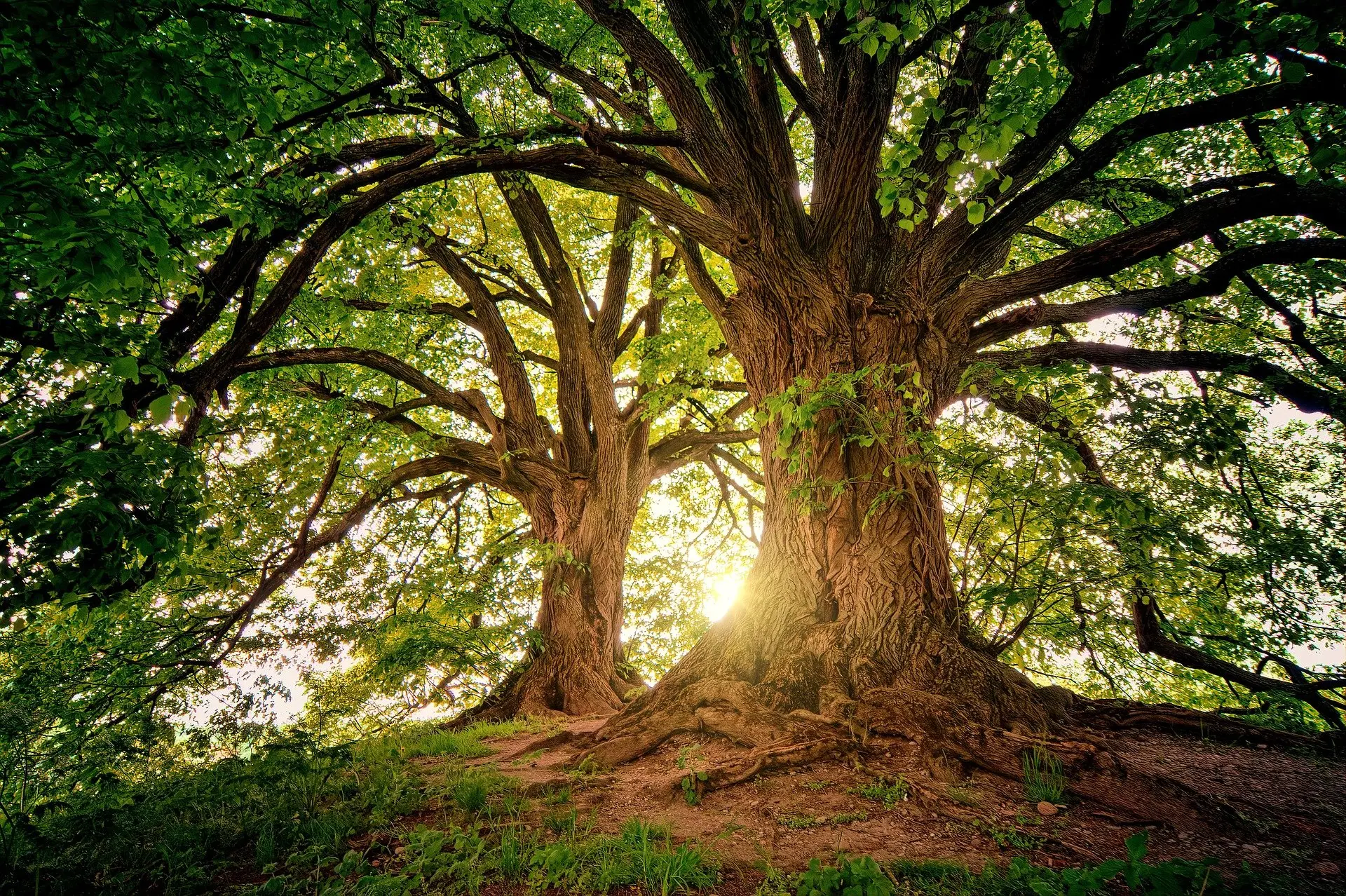 arbre.png