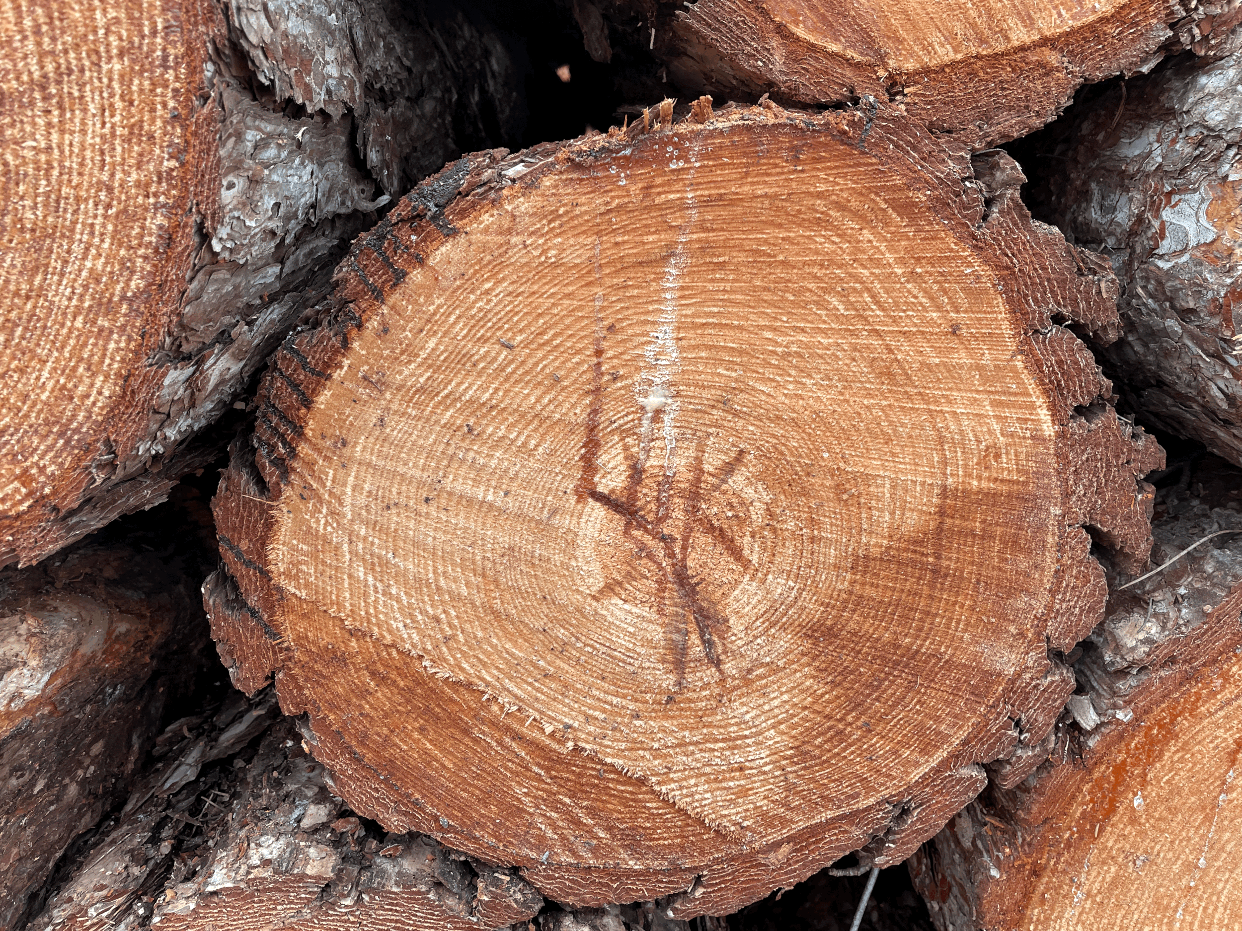 Bird Drum: The wood they want back