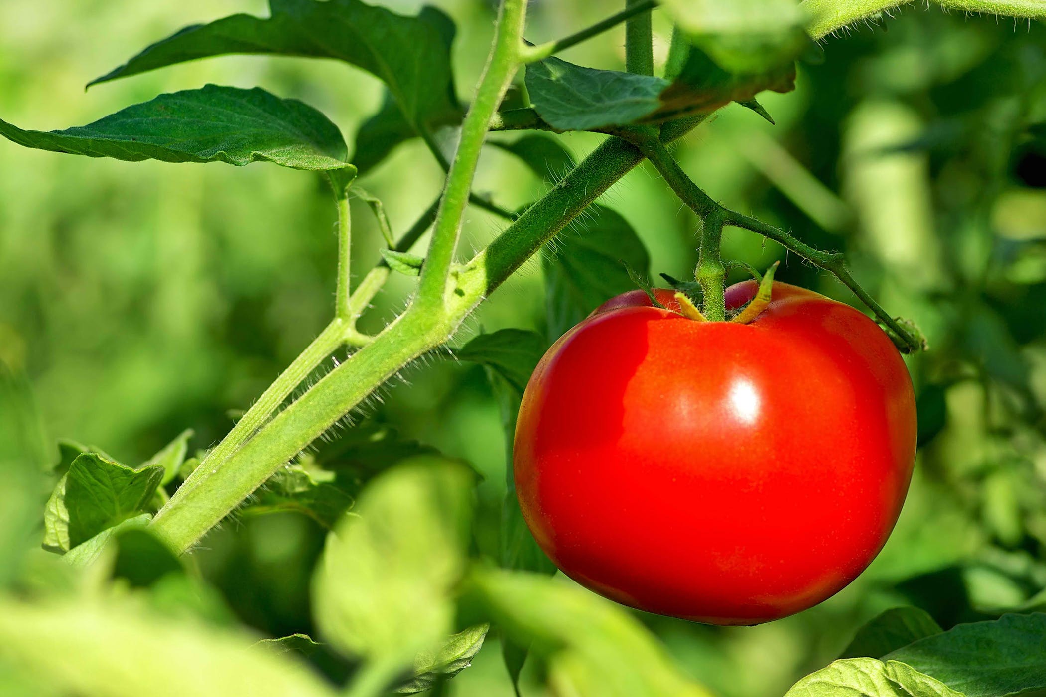 tomato plant.jpg