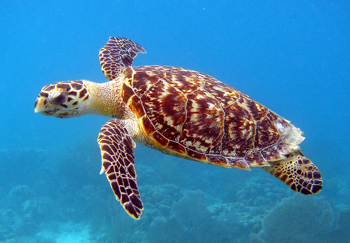 Hawksbill_Sea_Turtle_Carey_de_Concha_5840602412.jpg